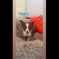 Border Collie - Both