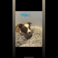 Border Collie - Both