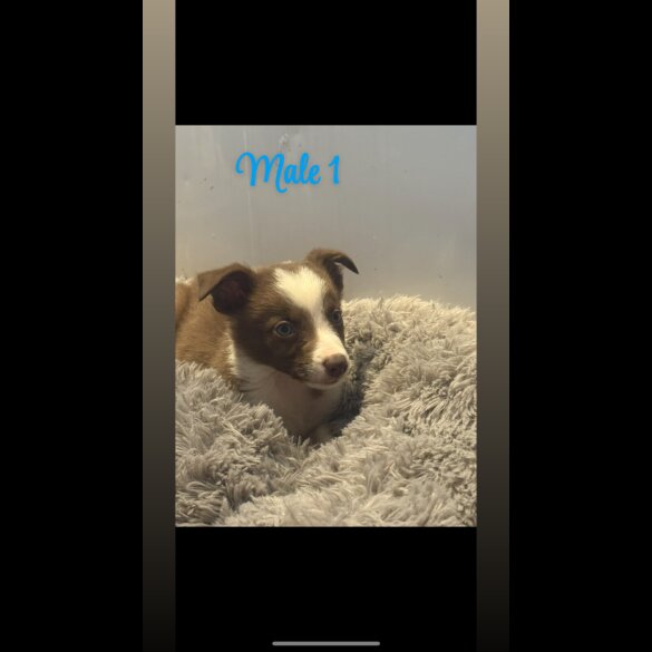 Border Collie - Both