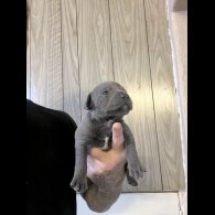 Staffordshire Bull Terrier - Both