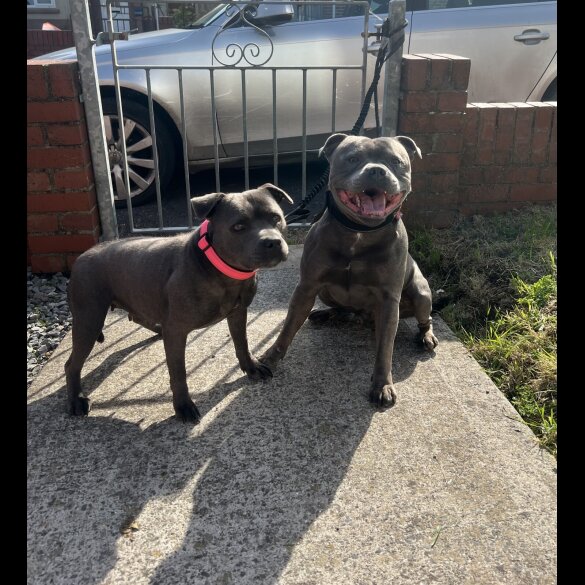 Staffordshire Bull Terrier - Both