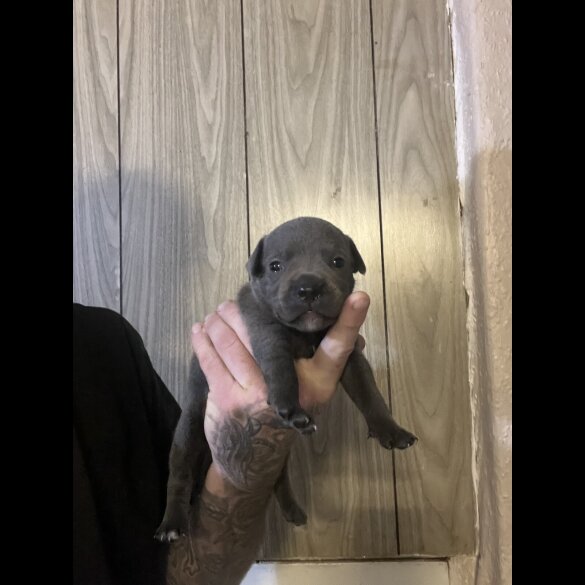 Staffordshire Bull Terrier - Both