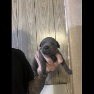 Staffordshire Bull Terrier - Both