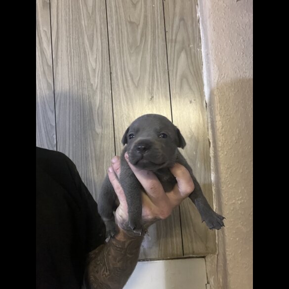 Staffordshire Bull Terrier - Both