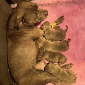Staffordshire Bull Terrier - Both