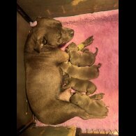 Staffordshire Bull Terrier - Both