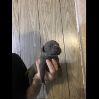 Staffordshire Bull Terrier - Both