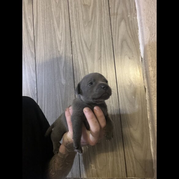 Staffordshire Bull Terrier - Both