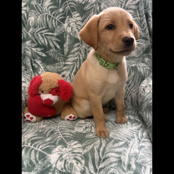 Labrador Retriever - Both