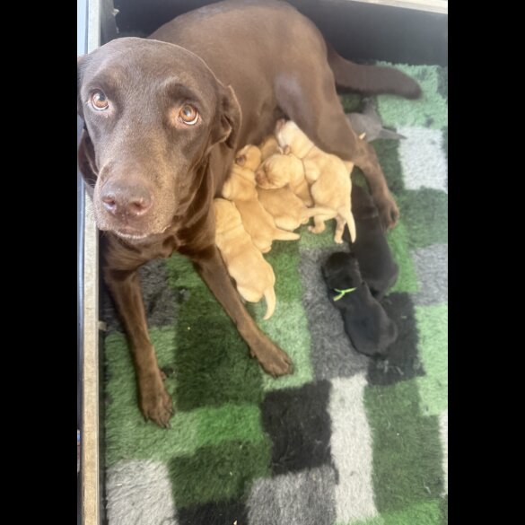Labrador Retriever - Both