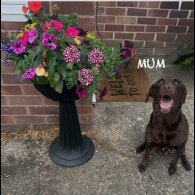 Labrador Retriever - Both