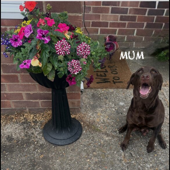 Labrador Retriever - Both