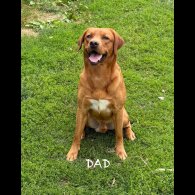 Labrador Retriever - Both