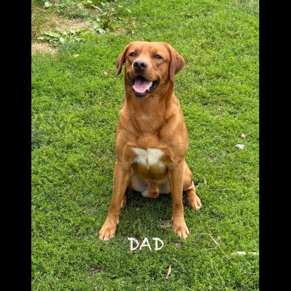Labrador Retriever - Both