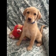Labrador Retriever - Both