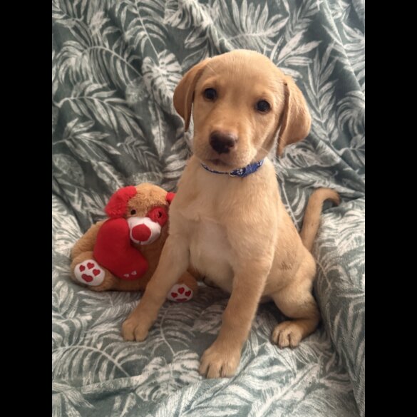 Labrador Retriever - Both