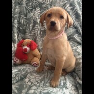 Labrador Retriever - Both