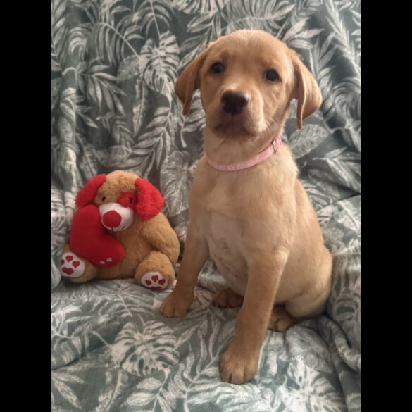 Labrador Retriever - Both
