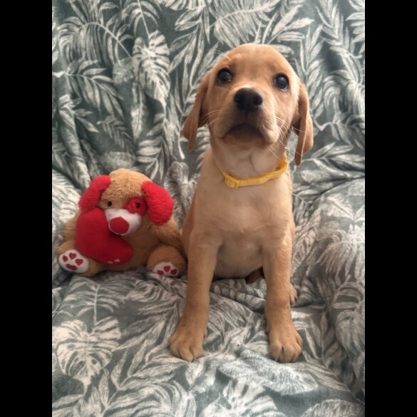 Labrador Retriever - Both
