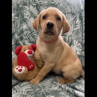 Labrador Retriever - Both