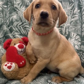 Labrador Retriever - Both