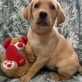 Labrador Retriever - Both