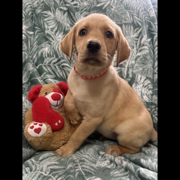 Labrador Retriever - Both