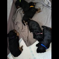 Yorkiepoo - Both