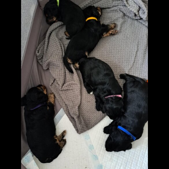 Yorkiepoo - Both