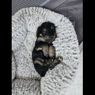 Yorkiepoo - Both