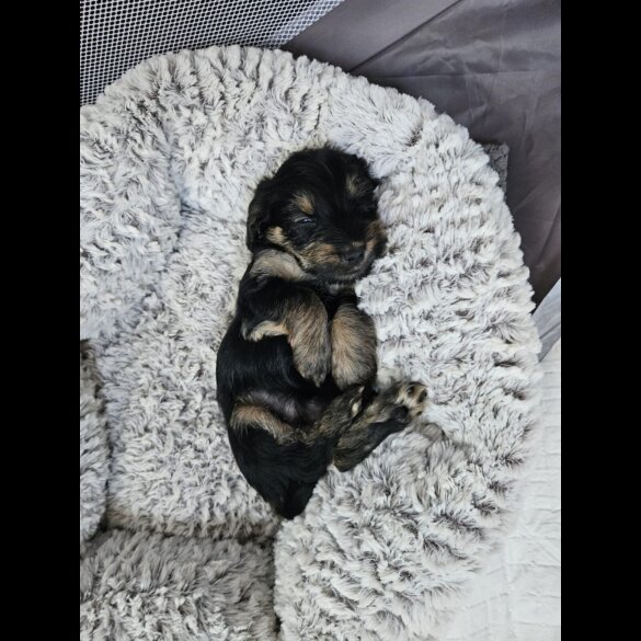 Yorkiepoo - Both