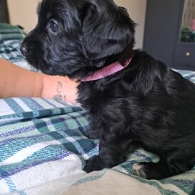 Yorkiepoo - Both