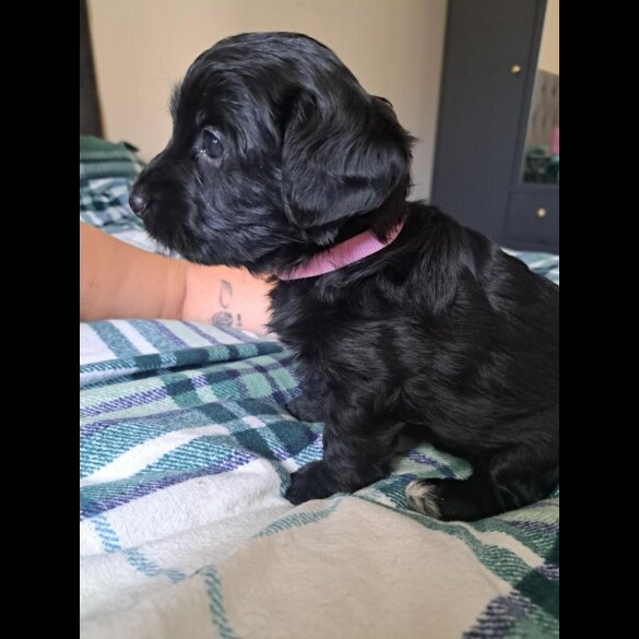 Yorkiepoo - Both