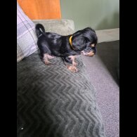 Yorkiepoo - Both