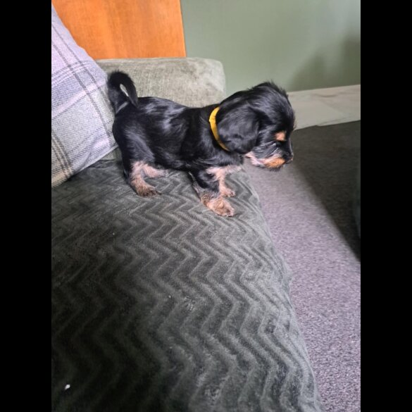 Yorkiepoo - Both