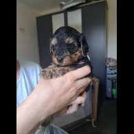 Yorkiepoo - Both
