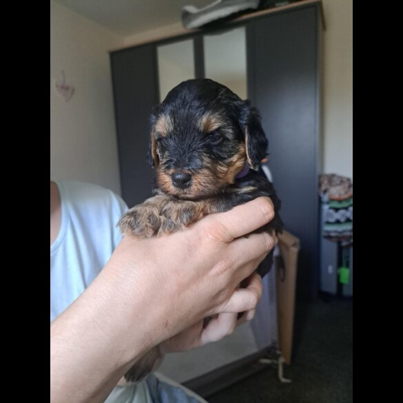 Yorkiepoo - Both