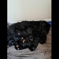 Yorkiepoo - Both