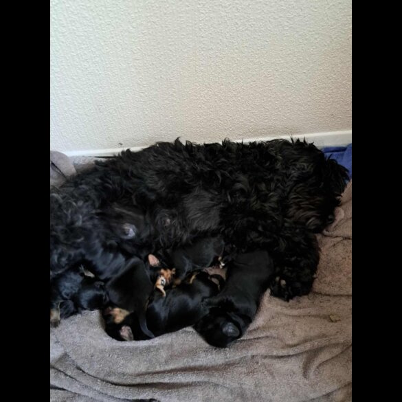 Yorkiepoo - Both