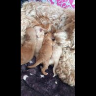 Cockapoo - Both
