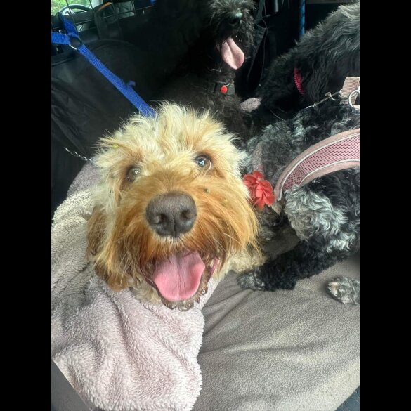 Cockapoo - Both