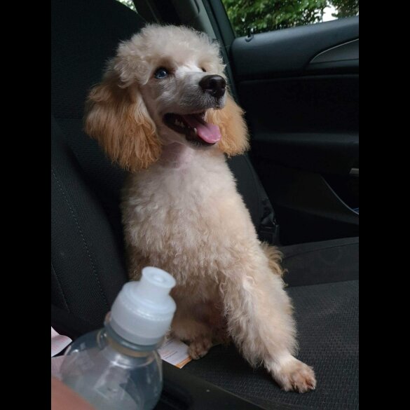 Cockapoo - Both