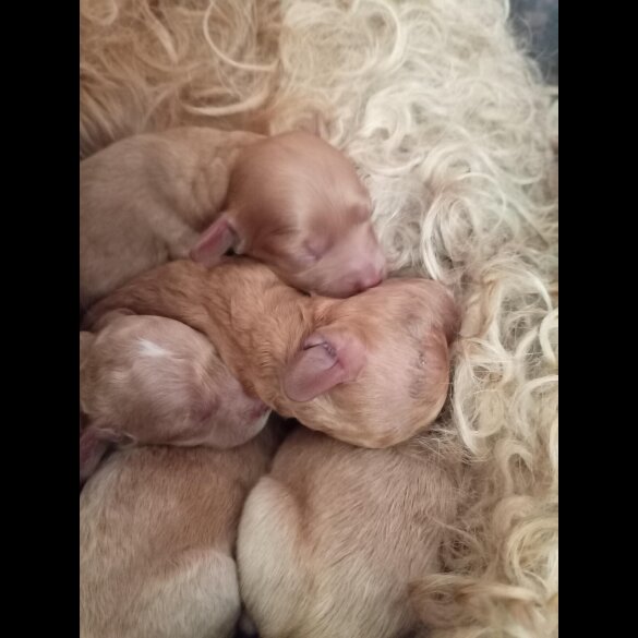 Cockapoo - Both