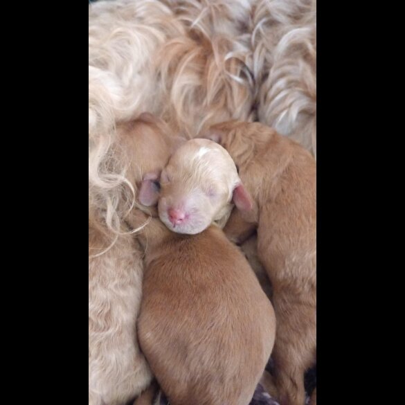 Cockapoo - Both
