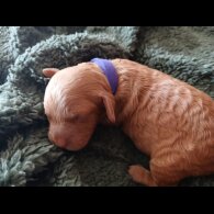 Cockapoo - Both
