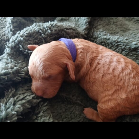 Cockapoo - Both