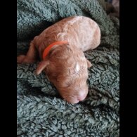 Cockapoo - Dogs