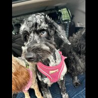 Cockapoo - Dogs