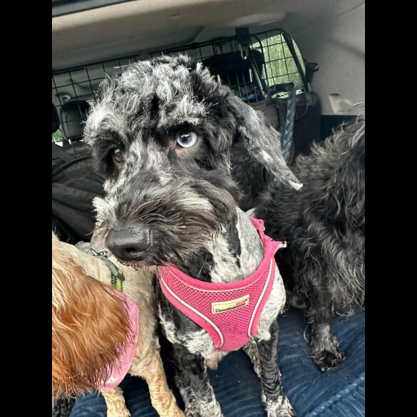 Cockapoo - Dogs