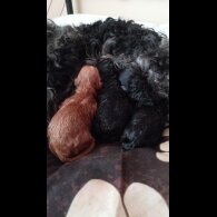 Cockapoo - Dogs